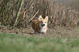 CORGI PEMBROKE 815
